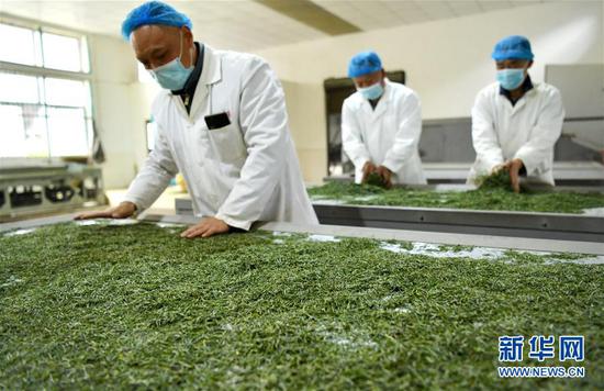 3月13日，在位于湖北省恩施土家族苗族自治州宣恩縣萬(wàn)寨鄉板場(chǎng)村的伍家臺富硒貢茶公司，制茶師在按照傳統工藝制作手工茶。新華社發(fā)（宋文 攝）